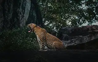 Sri Lanka wildlife safari tour package exploring Yala Wilpattu parks and adventure travel