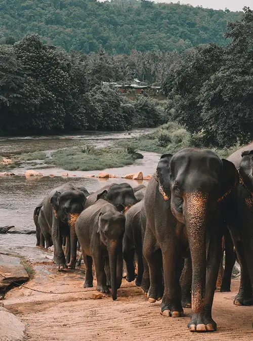 Sri Lanka wildlife travel exploring national parks diverse animals and scenic safari adventures