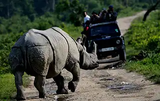 Assam wildlife tour to Kaziranga with Guwahati culture and safari travel experience
