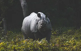 Assam tour covering Guwahati temples, Pobitora wildlife sanctuary and cultural travel experiences