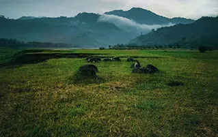 Assam wildlife tour covering Guwahati, Tezpur and Kaziranga safari travel experience