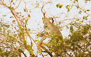 Gujarat wildlife safari tour in Sasan Gir forest with lion sightings travel