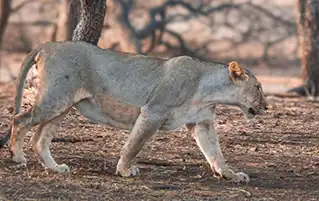 Gujarat wildlife and heritage tour across Rajkot, Gir, Junagadh and Porbandar travel