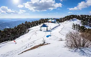 Himachal travel to Mashobra forest retreat with Kufri and Naldehra peaceful holiday