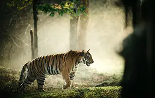 Karnataka safari tour exploring Bandipur Kabini Nagarhole wildlife and big cat travel adventure