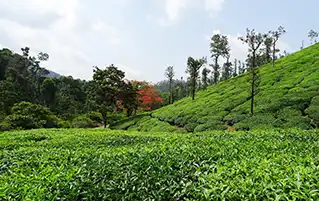 Karnataka tourism tour exploring Chikmagalur coffee estates and Western Ghats nature trails