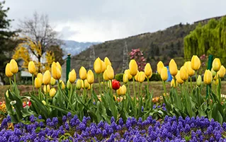 Kashmir tulip festival holiday tour showcasing colorful gardens and spring travel beauty