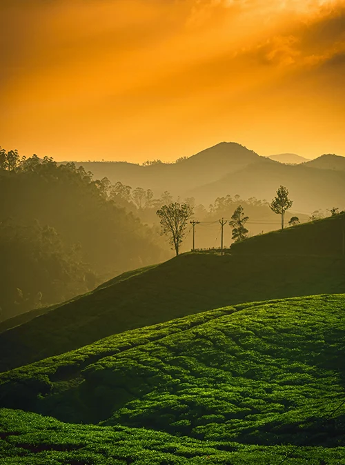 Kerala hill stations and backwaters holiday featuring misty hills, serene waters, and nature travel