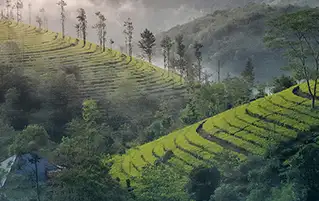 Munnar tour exploring tea gardens, waterfalls, and lush natural landscapes