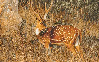 Wayanad tour exploring wildlife, caves, and heritage attractions in Kerala