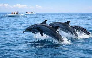 Lakshadweep tour featuring dolphin cruise and island excursion exciting travel trip