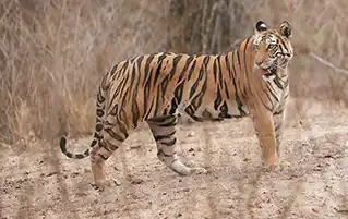 Jungle safari and marble rocks travel in Kanha Bandhavgarh Bhedaghat Madhya Pradesh