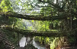 Thrilling Meghalaya trip packages featuring root bridge trek and nature travel adventures