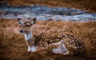 Ranthambore wildlife tour in Rajasthan with heritage travel across major cities