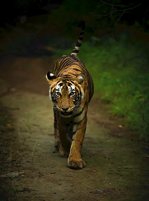 Ranthambore National Park in Rajasthan offering thrilling wildlife tourism and nature travel experience