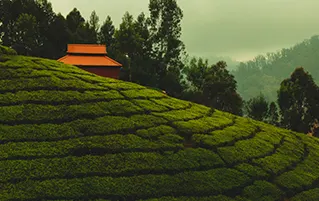 Ooty Coonoor nature heritage tour in Tamilnadu featuring tea gardens hills travel