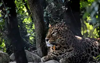 Uttarakhand wildlife tour covering Jim Corbett, Nainital lakes and Kausani hill travel
