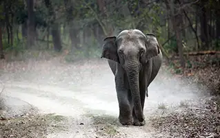 Uttarakhand trip combining Mussoorie hills, Nainital lakes and Jim Corbett wildlife travel