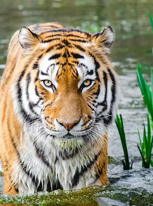 Sundarbans mangrove forests in West Bengal offering unique wildlife tourism and adventurous travel