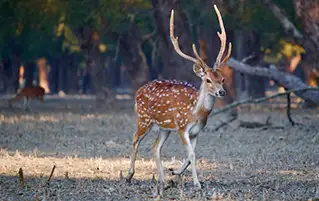 Sundarbans wildlife tour in West Bengal offering mangrove safari and adventure travel