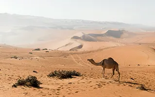 Oman holiday through Salalah, Wadi Darbat, and Rakhyut with breathtaking coastal travel experiences.