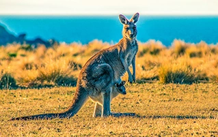 Australia travel tour banner featuring Sydney, Melbourne, Cairns, Gold Coast and Brisbane destinations