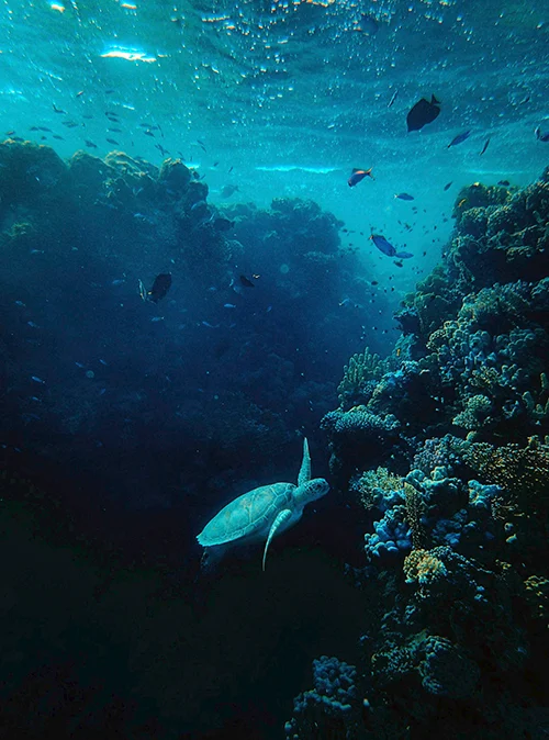 Adventure tour in Australia featuring vibrant coral reefs and underwater experiences